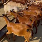 تيوس دهم محايل عسير