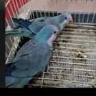 عشه كويكر اجواز حقت انتجه