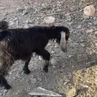 تيس للبيع عمره من 3 شهور الى 4