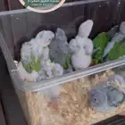 محمية الطيور المغردة