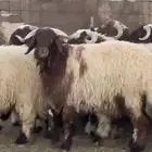 جذعان عنعيم فاخره وفيها مشاريع فحول