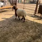 رخل نعيمي