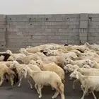 طليان ورخال حرية