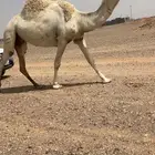 للبيع لقحه وضحى كفو