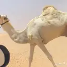بعير انتاجه شواهين الهجن