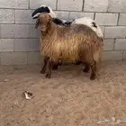خرفان نعيم طيبات فل