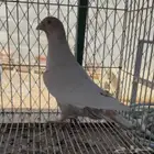 جوزين زاجل فراشه