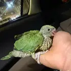 فرخ دره تم البيع