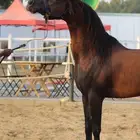 حفيد ميراج ولد مروان الشقب