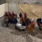 ديكه بلدي