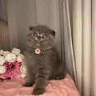 ذكر سكوتش تربل فولد للبيع