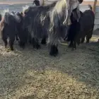 فحل عارضي كفووو منتج نوادر