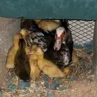 بطه رقاده معها صيصان