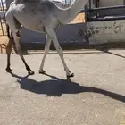 بكره عونيه للبيع