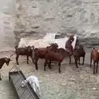 تيوس بلدي