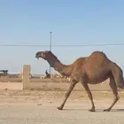 صفراء كفو للبيع