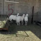 طليان جبره للبيع