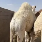 حشو للبيع