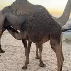 بكره بريه
