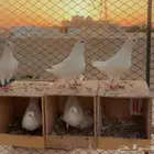 تم البيع