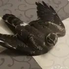 أهل الخبرة نوع الطير