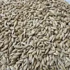 شعير للبيع 320 كيس