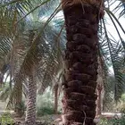 نقوم بجميع عمال نخيل تكريب وتحويض وقلع وجريد