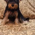 متوفر للبيع جراء يوركشاير للبيع