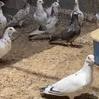 للبيع حمام مصري