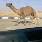 الضروبه الصفراء الكفو