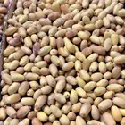 تمر بياض نجران عضوي درجه اولى