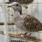 جوز قميري