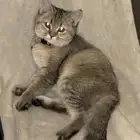 قط سكوتش