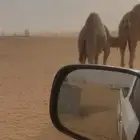 قعود مفرود