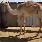 قعود مفرود يروح حق مكنسل جسمه فاخر
