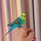 باجي اليف ذكر
