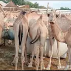 قعدان صومالي مفاريد تبارك الله
