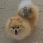 بومرينيان للبيع