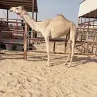 بكره هجن شكل وسلاله