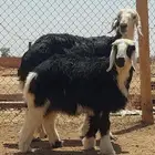 نجد واد