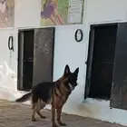 أنثى جرمن شبرت