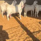 معزاء مطورات فاخره صنف. تم البيييع