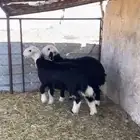 خروف ور خل