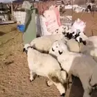 بهم حري ونعيمي العدد 10