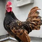 دجاج سبرايت
