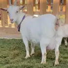 للبيع عنز قزميه بيضا دافع