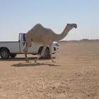 لقحه رمانيه