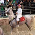 حصان شعبي متعلم خطوه و تربيع