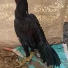 ديك سندي اسود