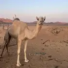 ناقه مهجنه راكض بيدها